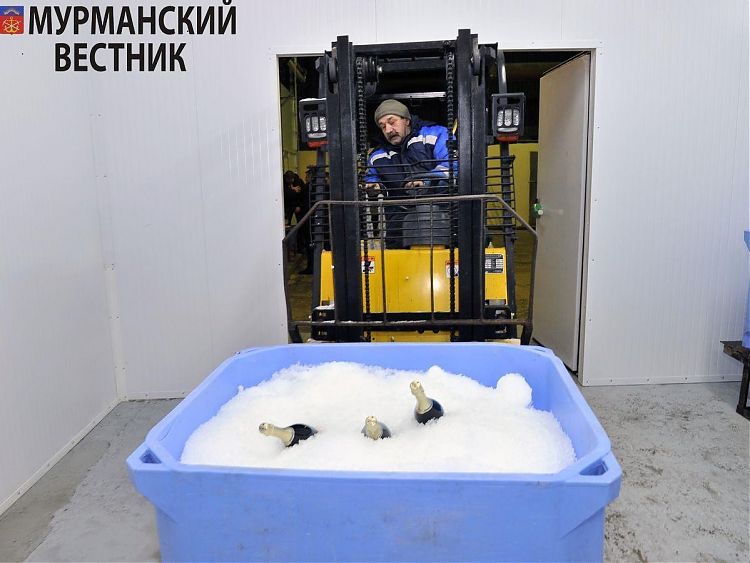 'Мурманский вестник': 10 тонн льда в день может производить новый льдогенераторный цех, открытый в ММРП
